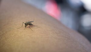 Seca e vazante podem favorecer malária