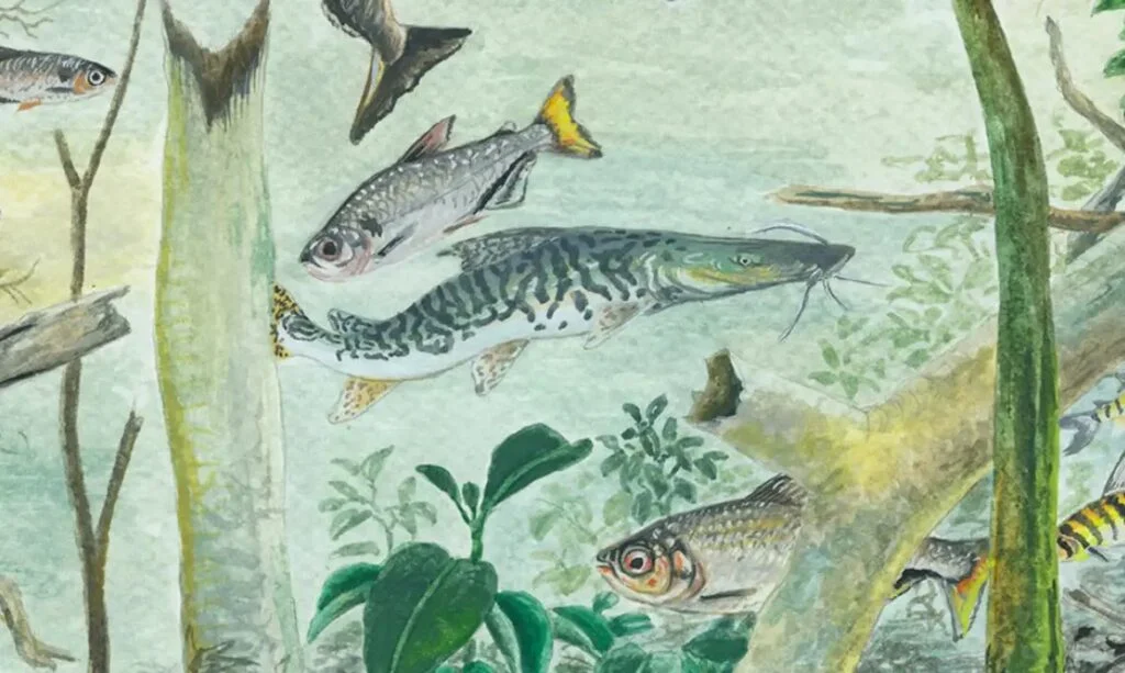 Amazônia concentra milhares de peixes exclusivos